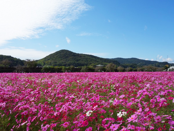 志方東コスモスまつり