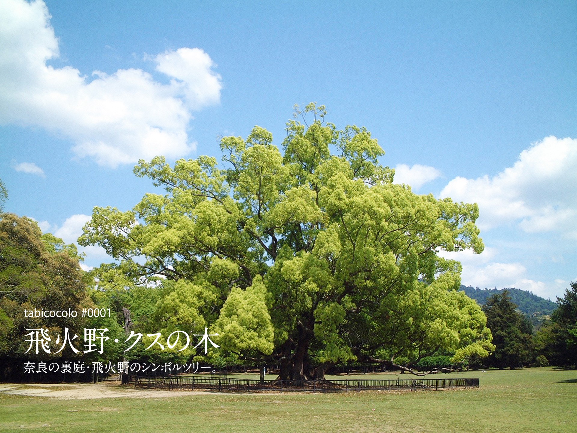 飛火野・クスの木