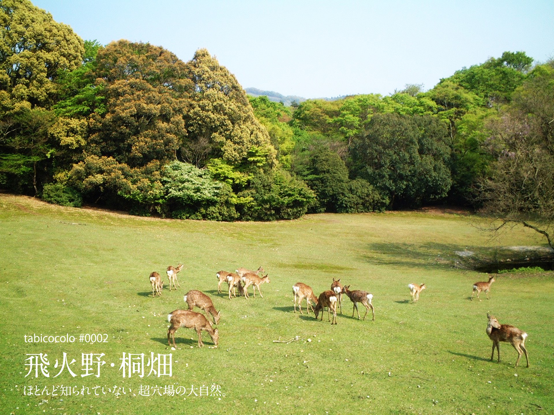 飛火野・桐畑