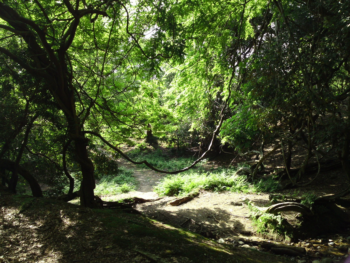 飛火野・桐畑