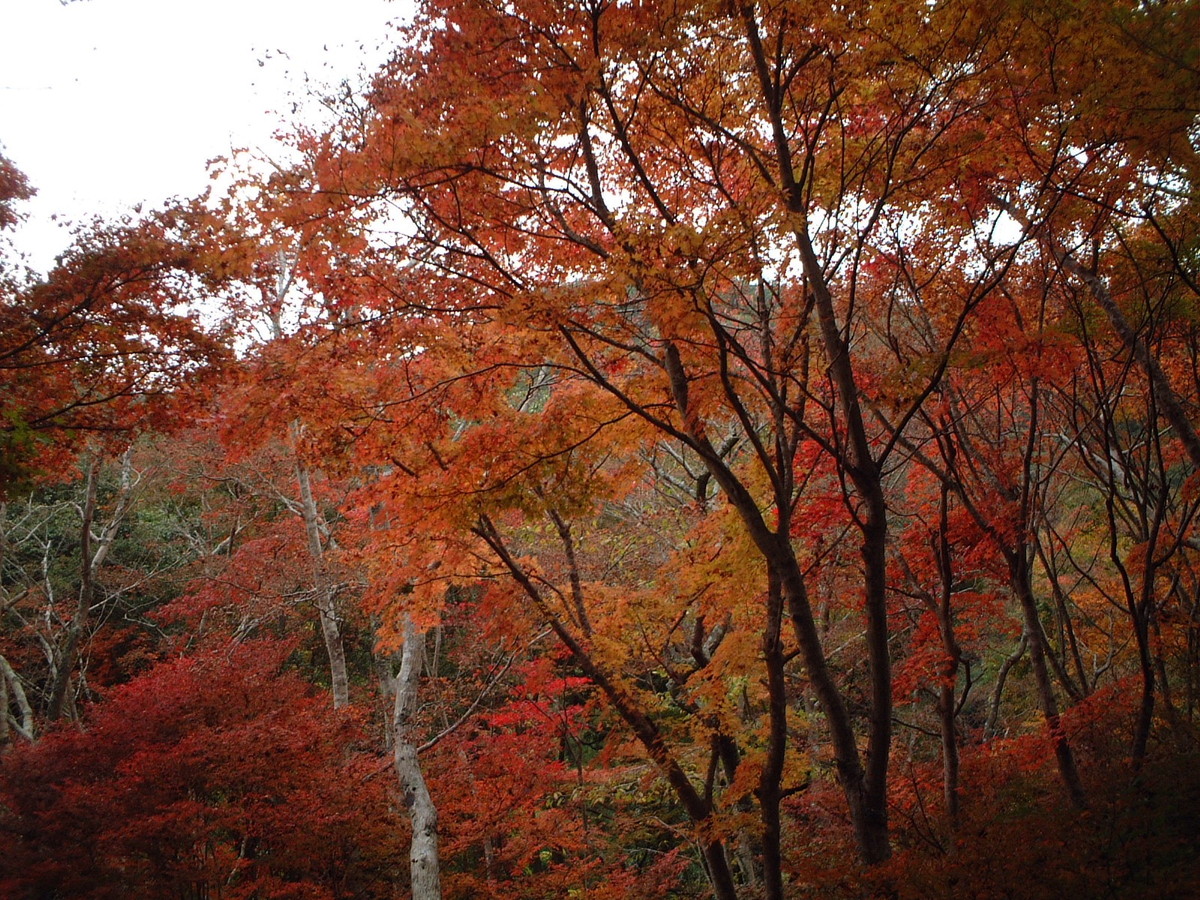 瑞宝寺公園