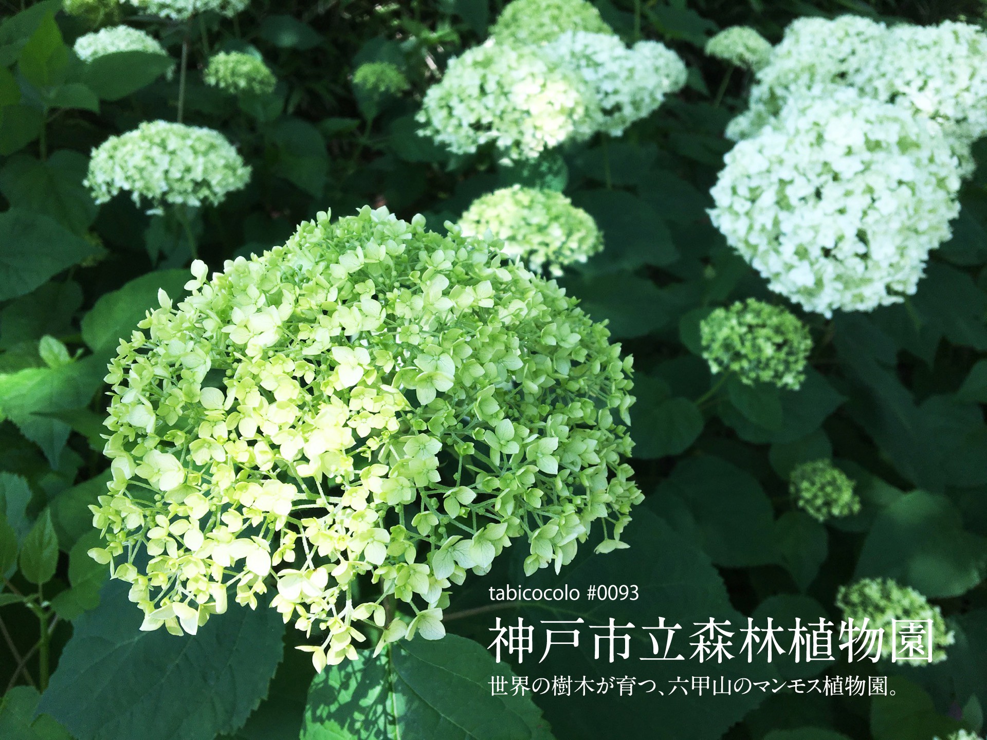 神戸市立森林植物園