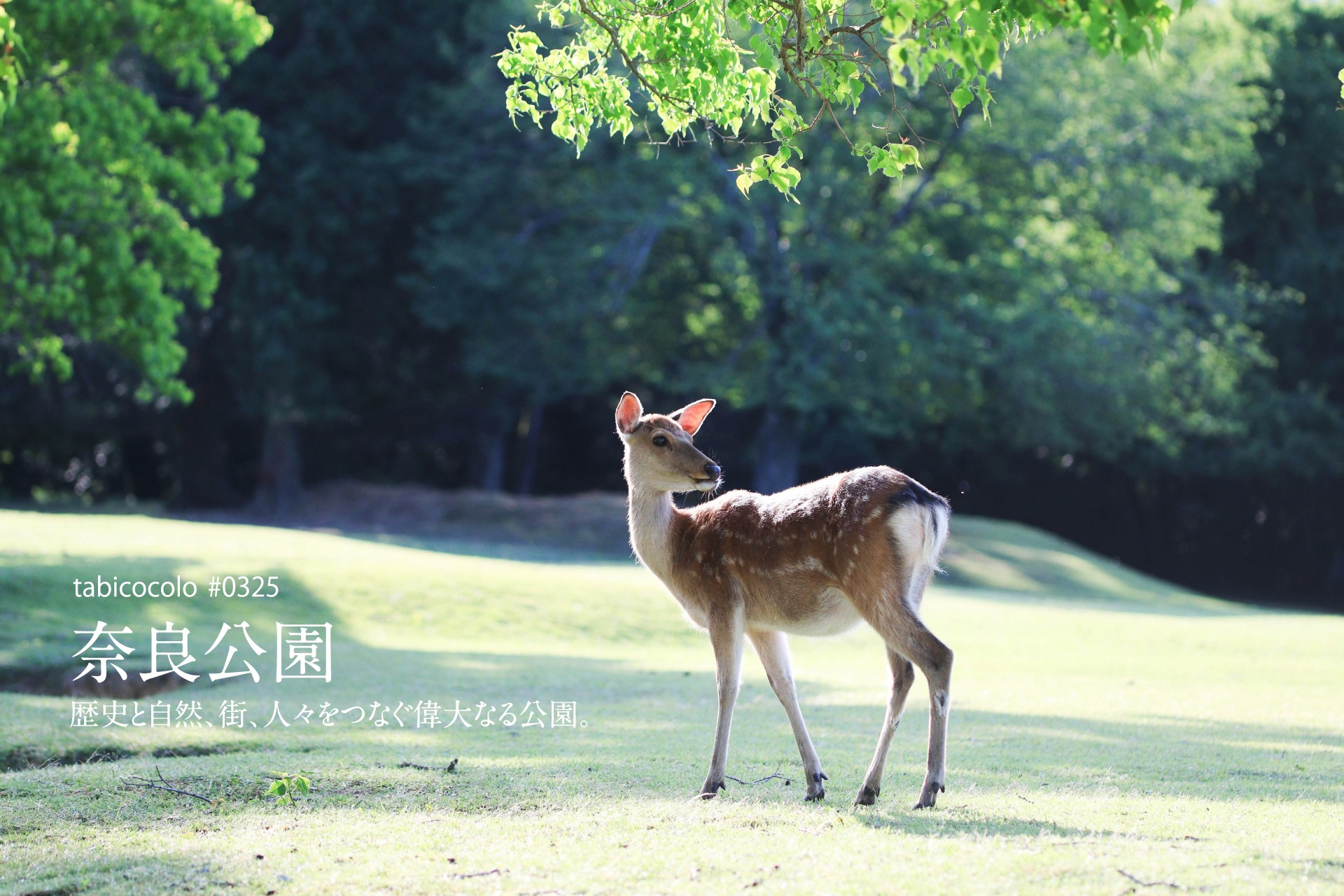 奈良公園