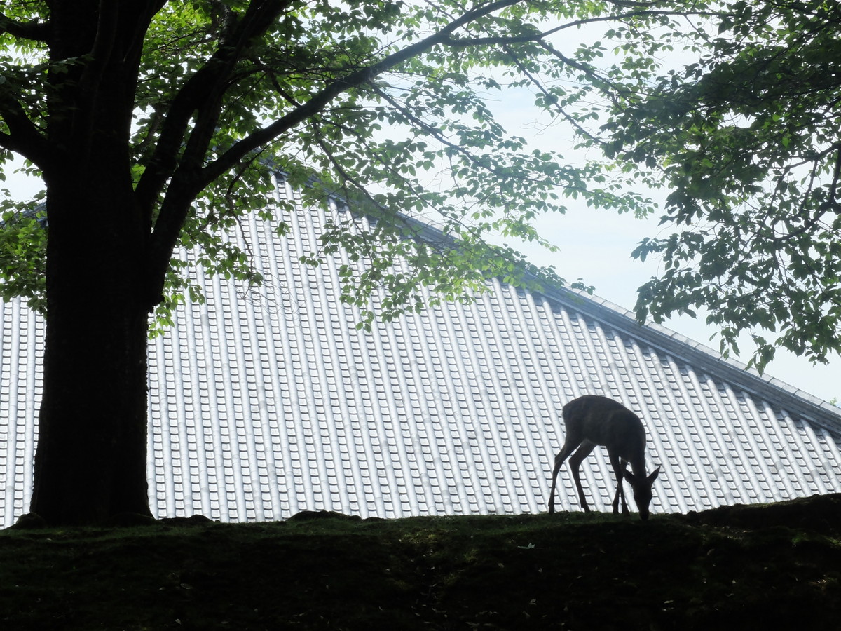 奈良公園