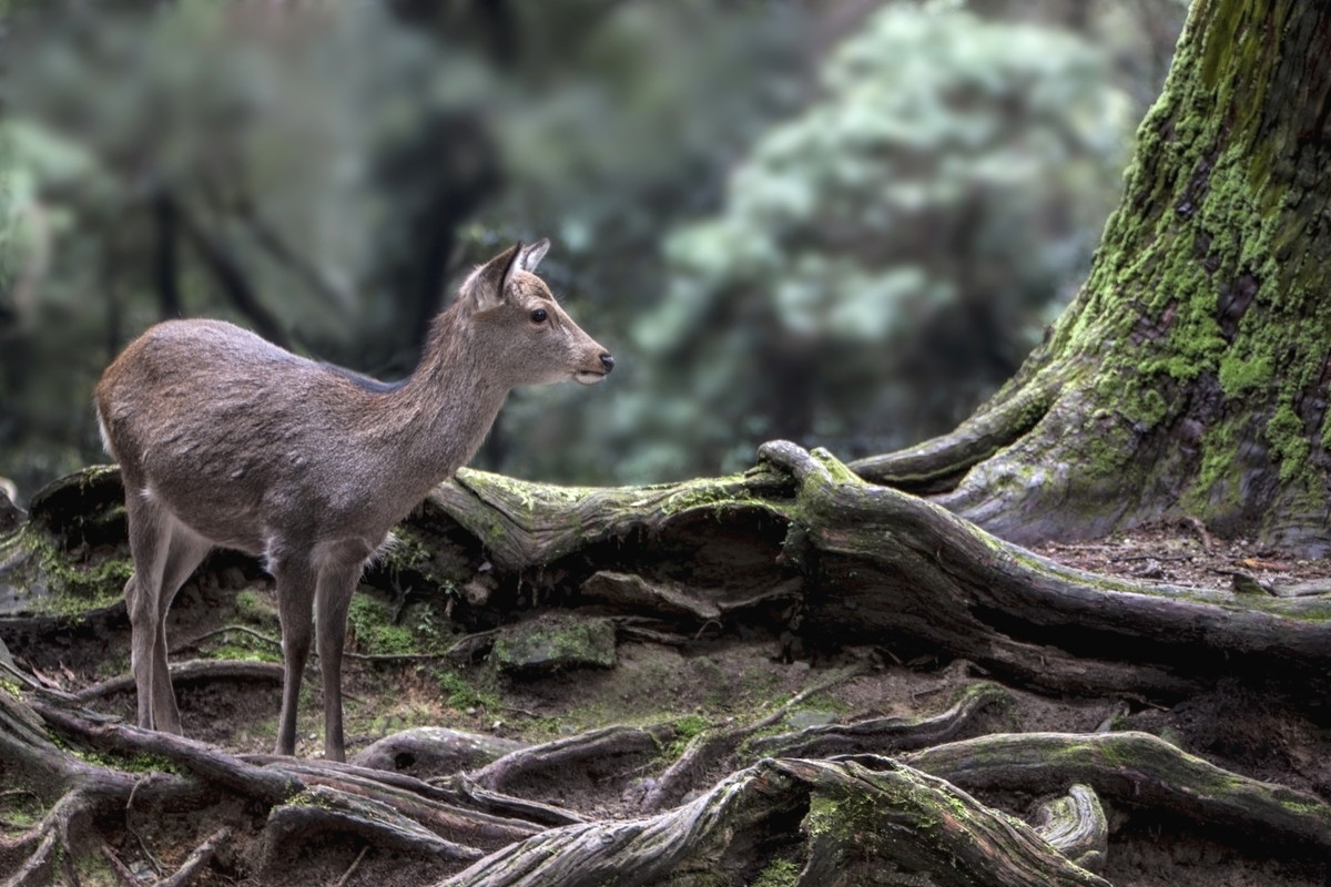 奈良公園