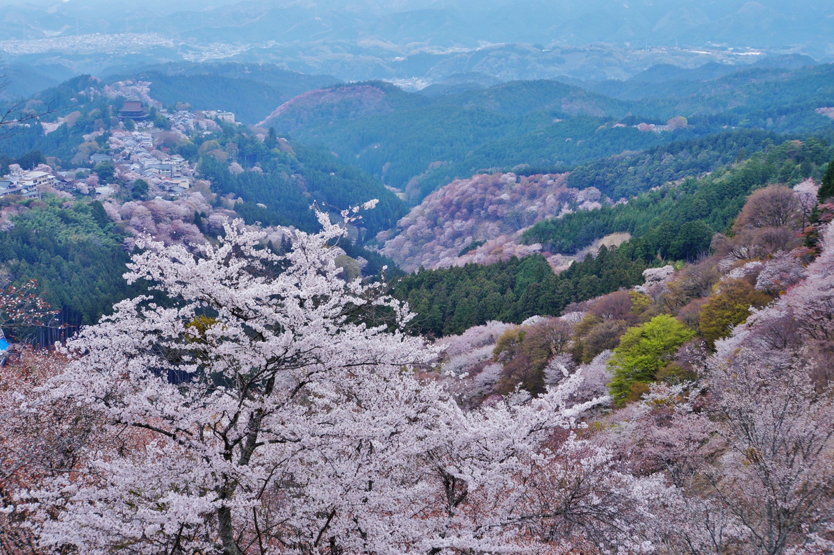 吉野山の山桜