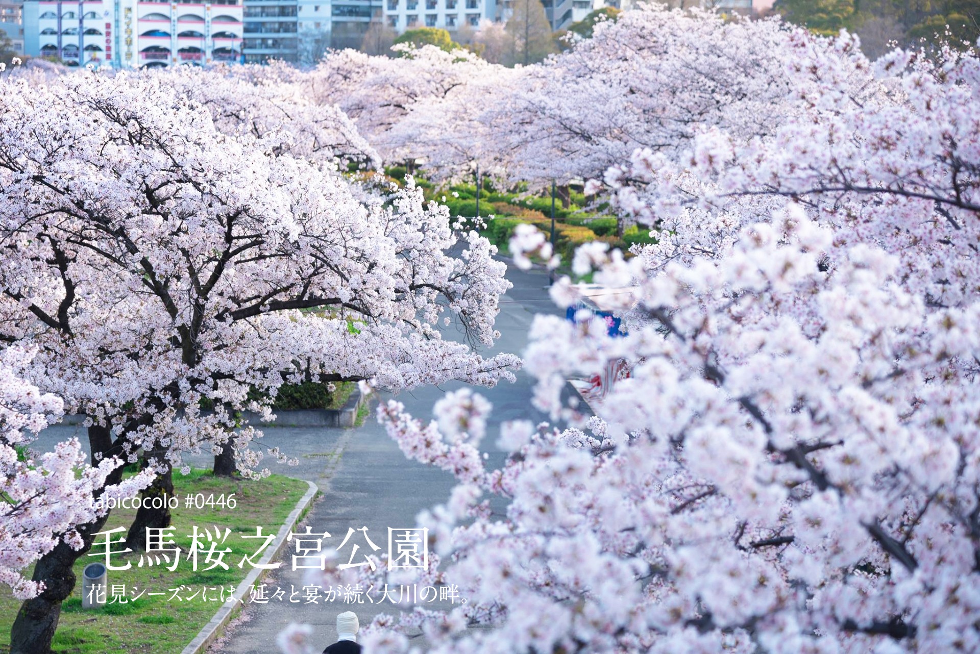 毛馬桜之宮公園