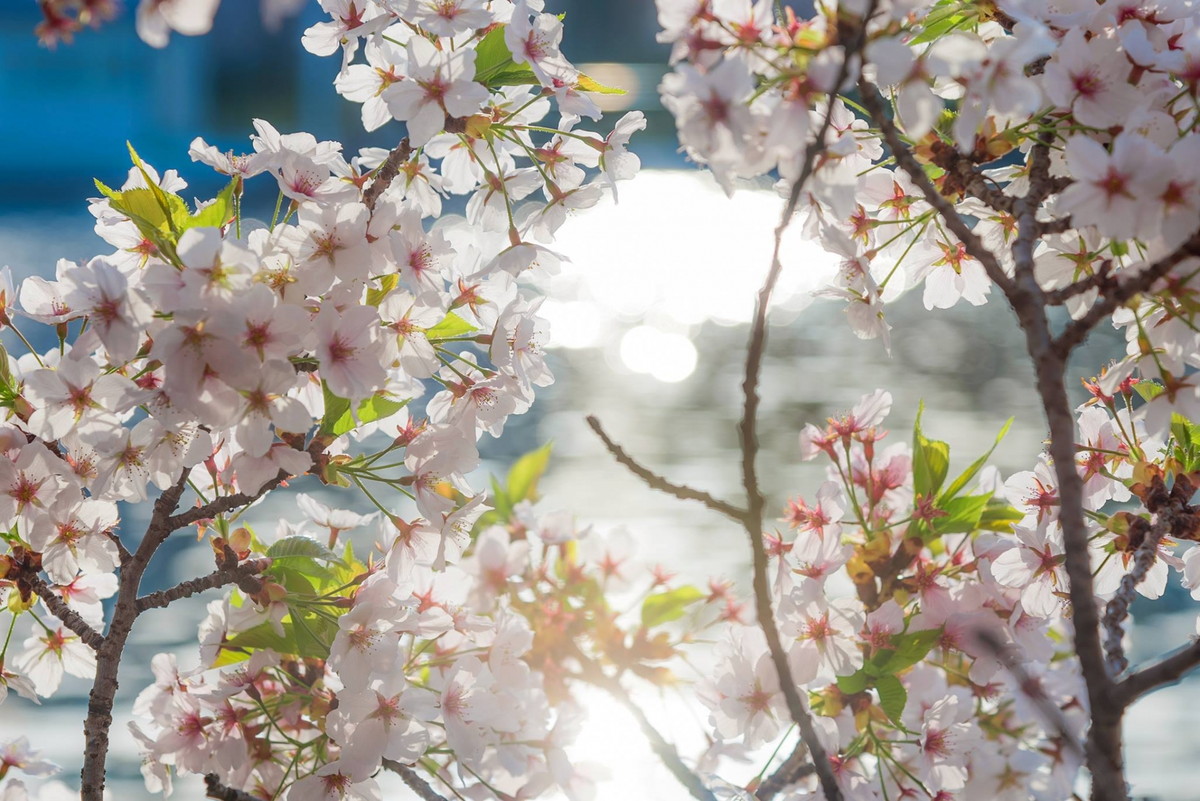 毛馬桜之宮公園