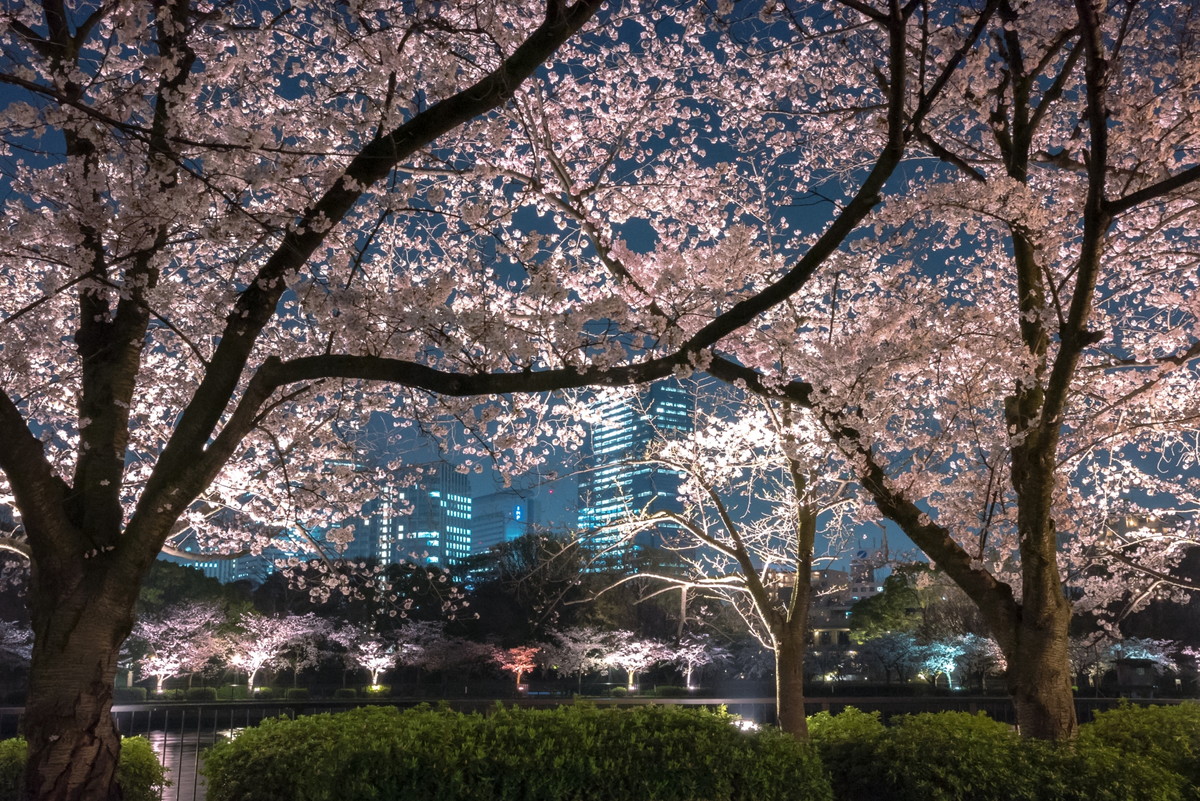 毛馬桜之宮公園