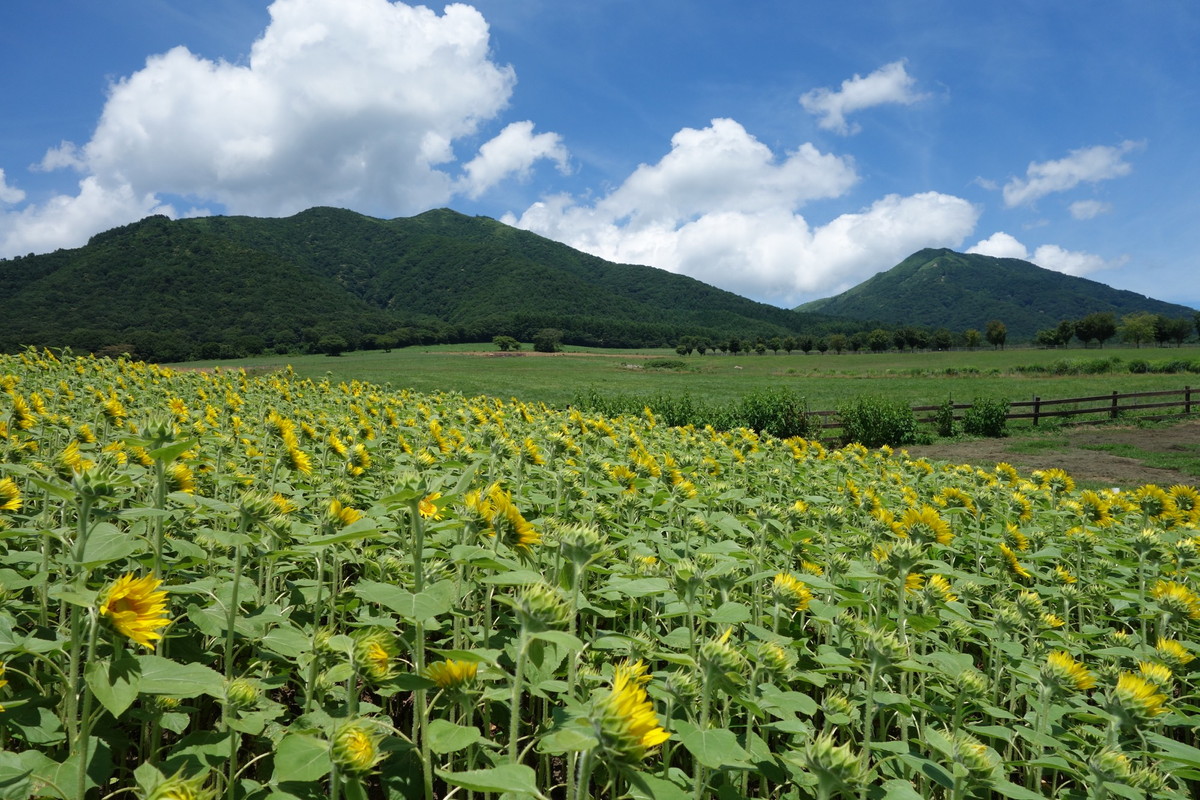 蒜山高原