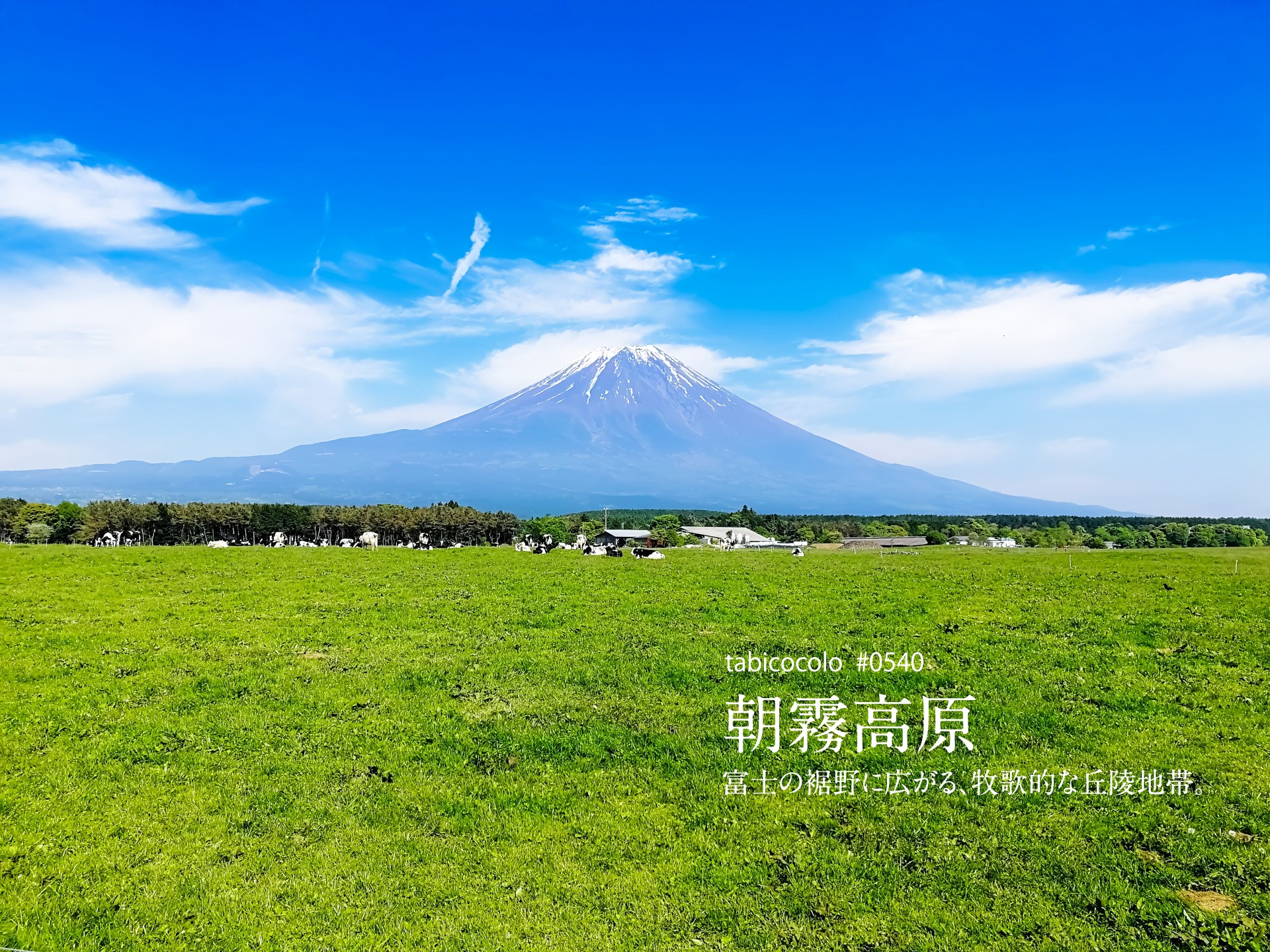 朝霧高原