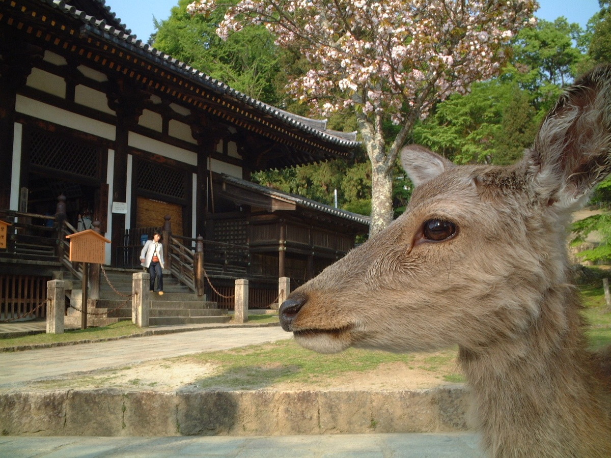 東大寺・三月堂