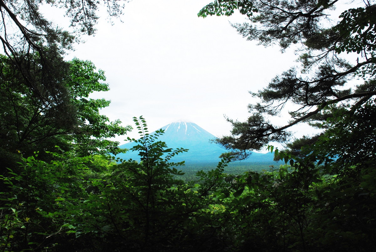 青木ヶ原樹海