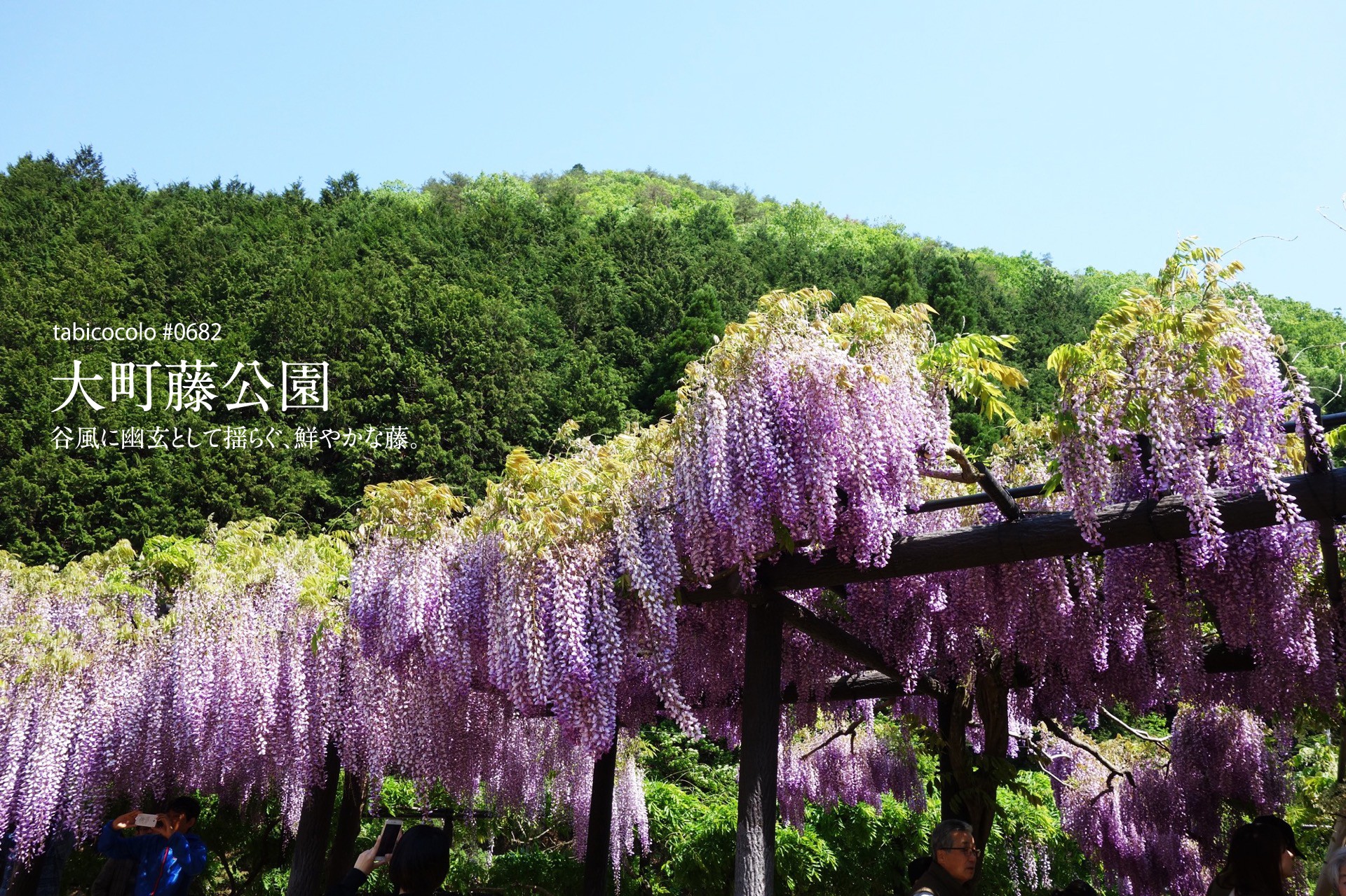 大町藤公園