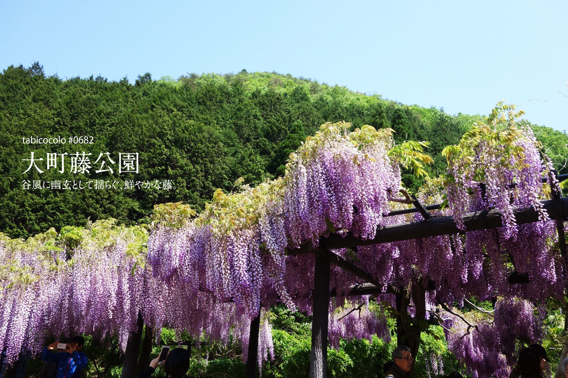 大町藤公園