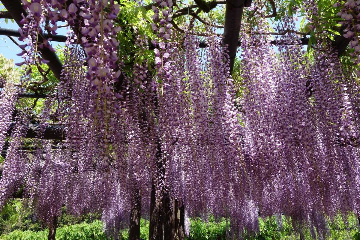 大町藤公園