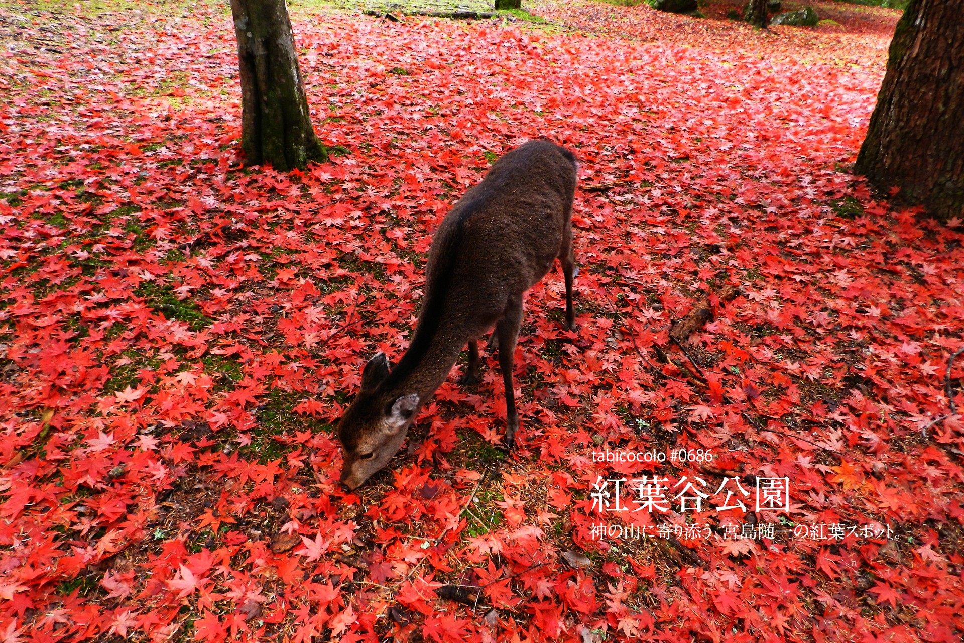 紅葉谷公園