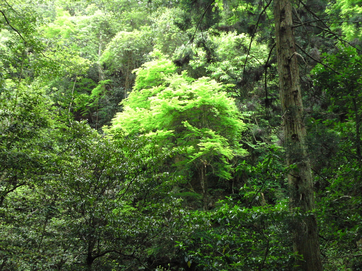 石柱渓