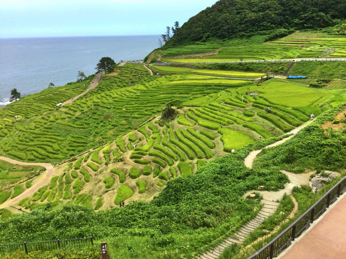 白米千枚田