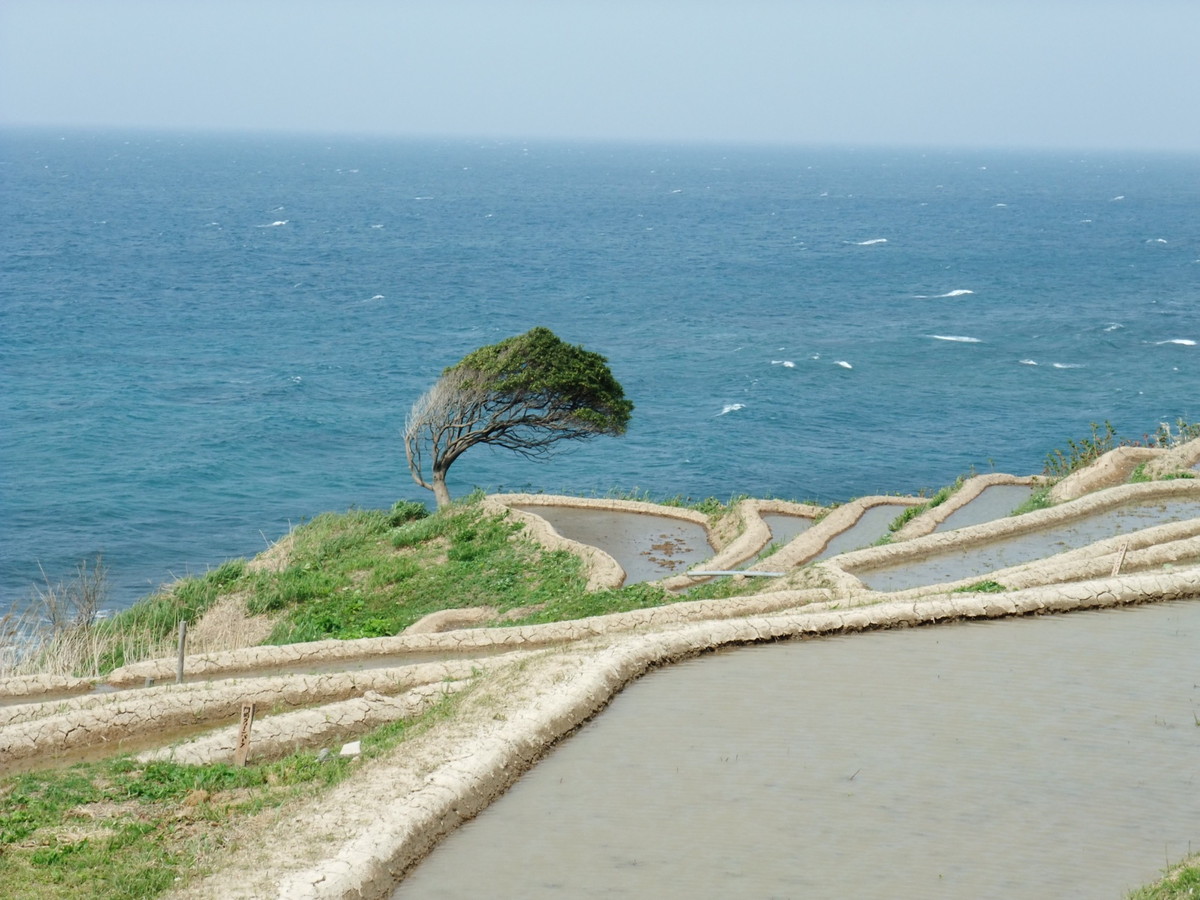 白米千枚田