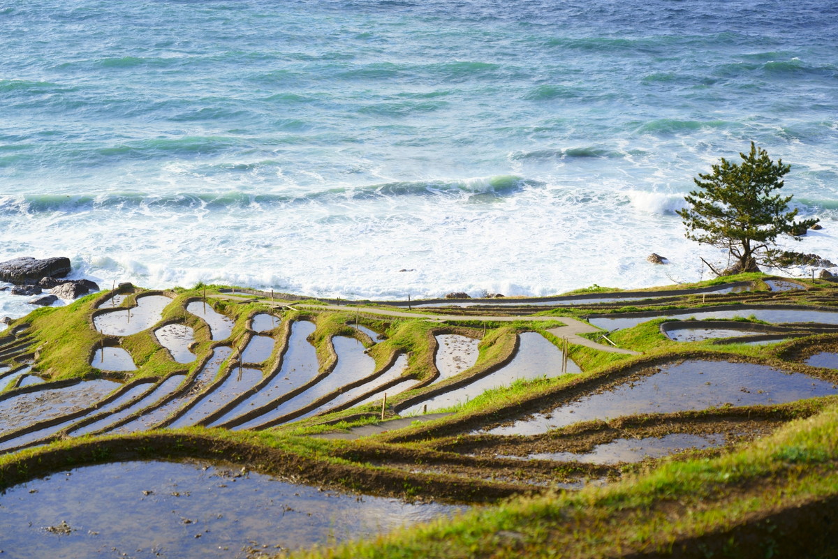 白米千枚田