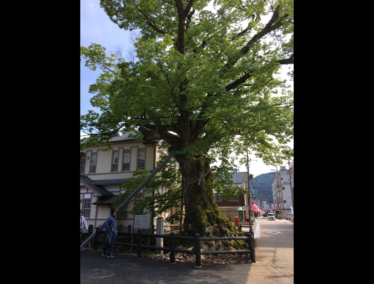 木の根橋