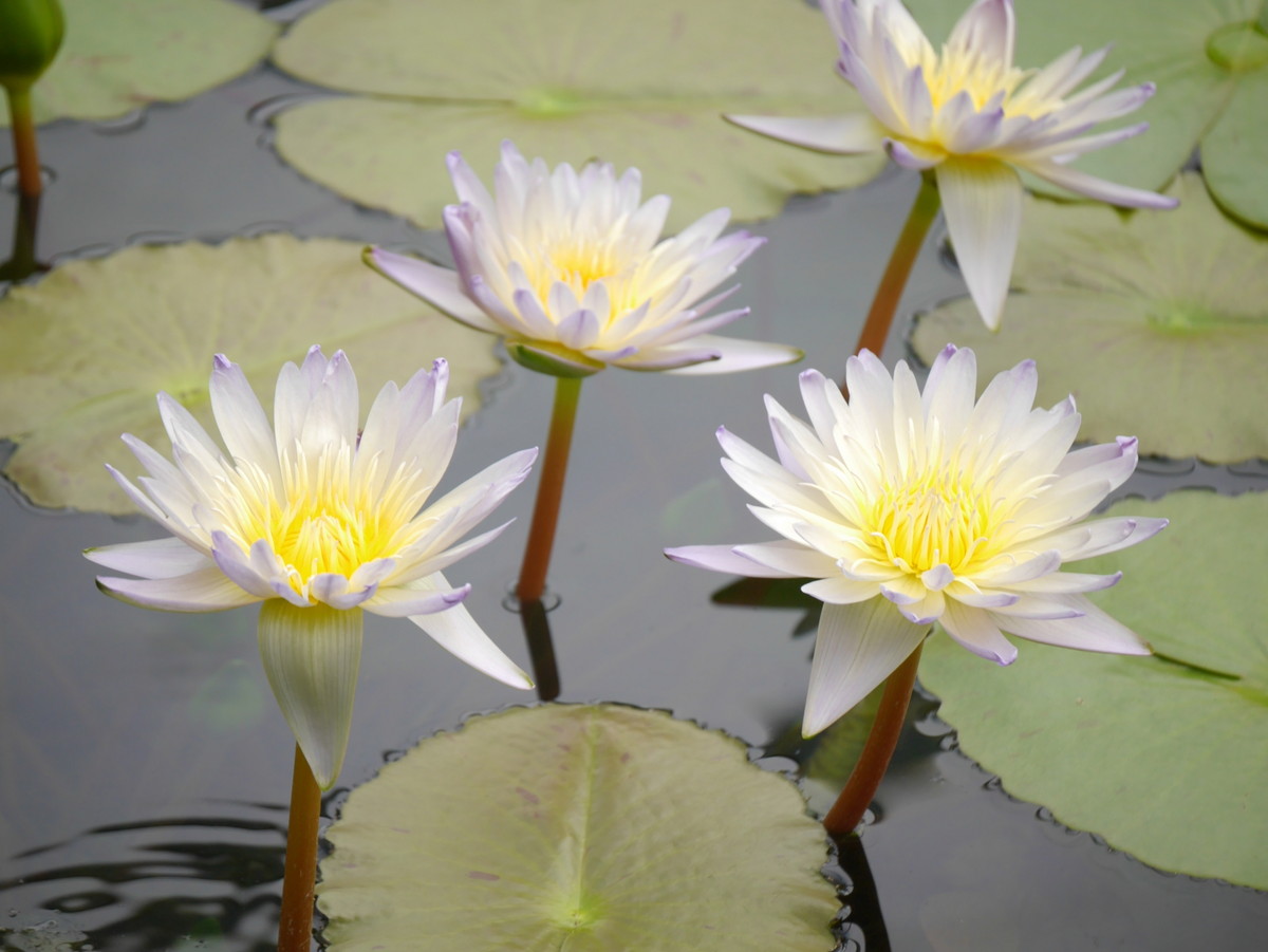 咲くやこの花館