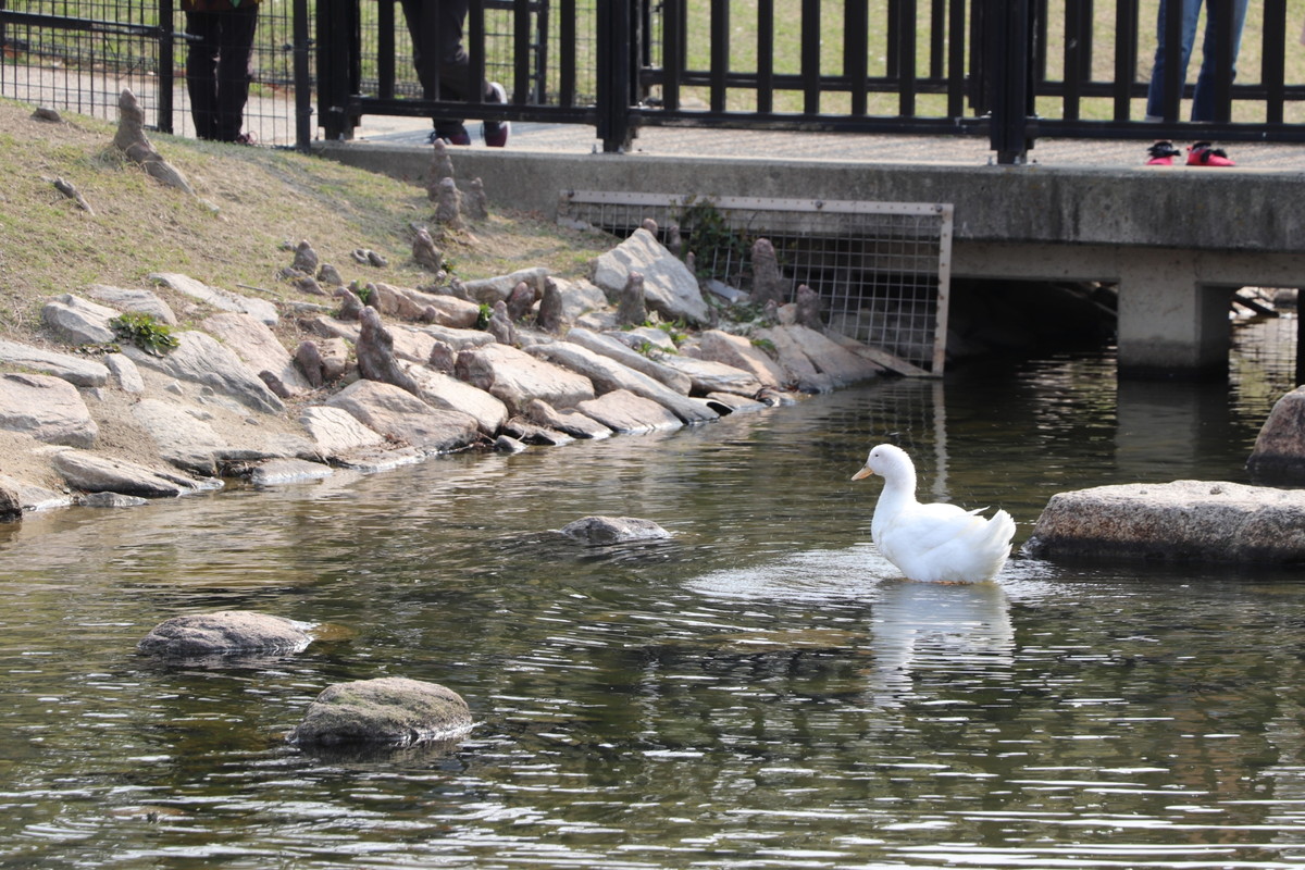 昆陽池公園