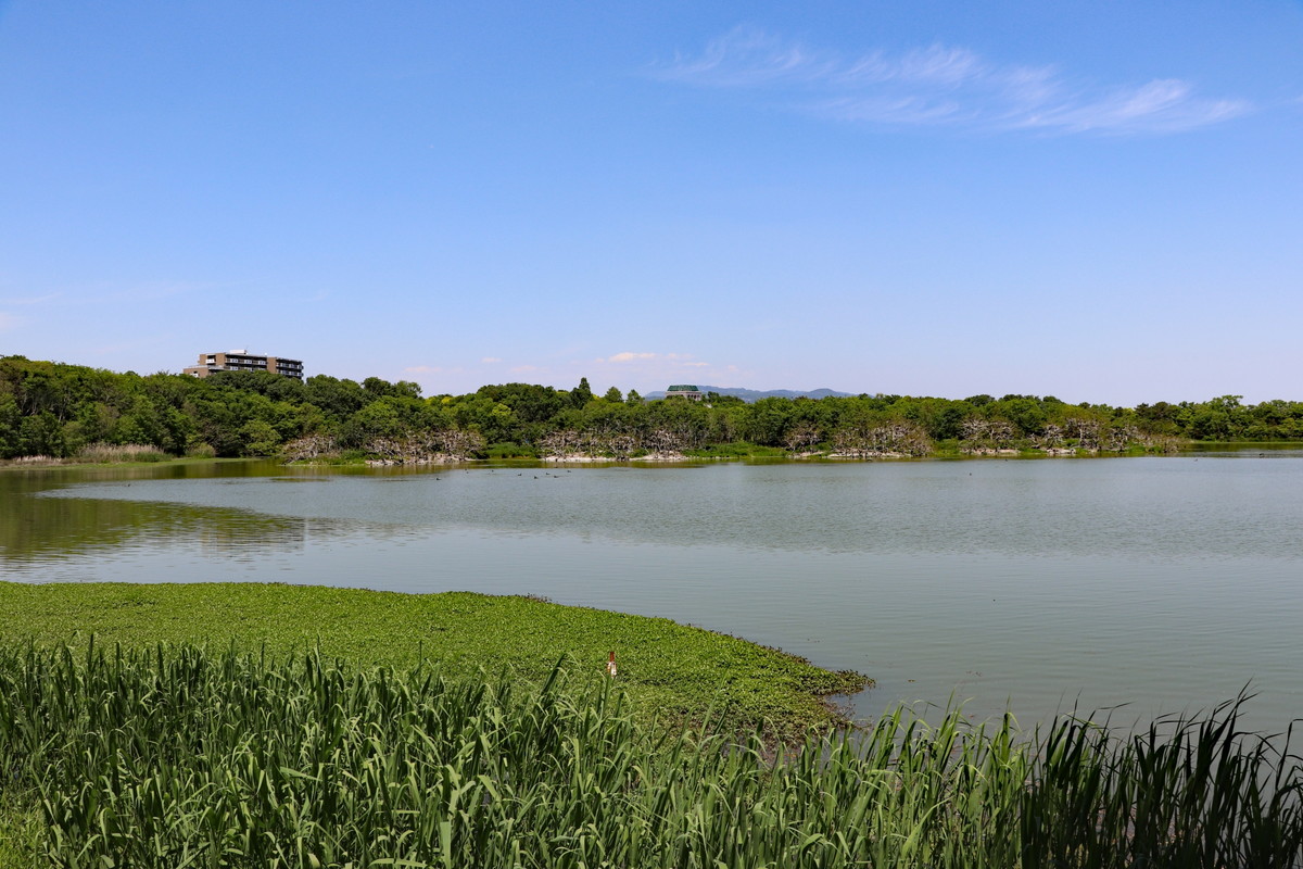 昆陽池公園