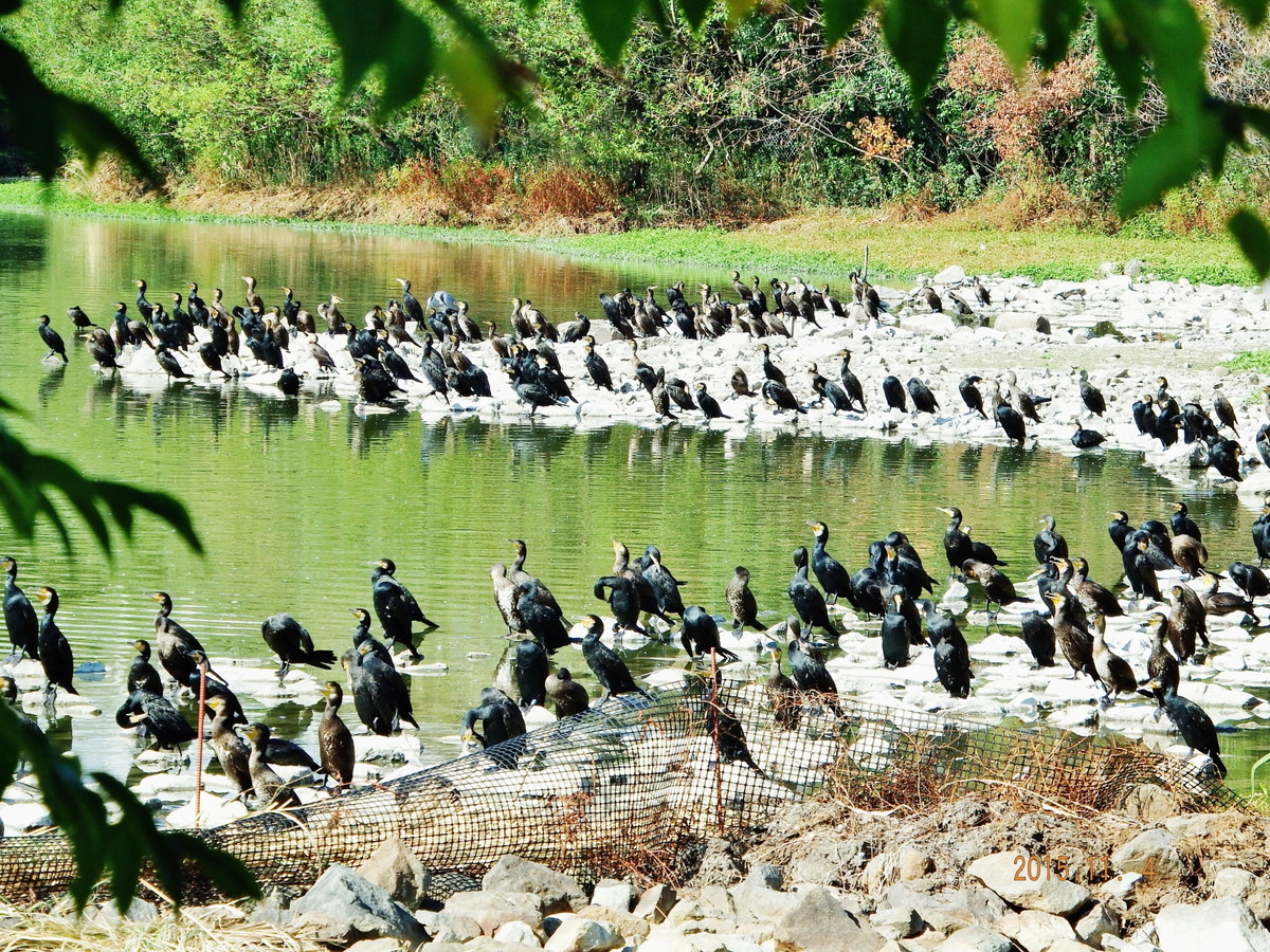 昆陽池公園