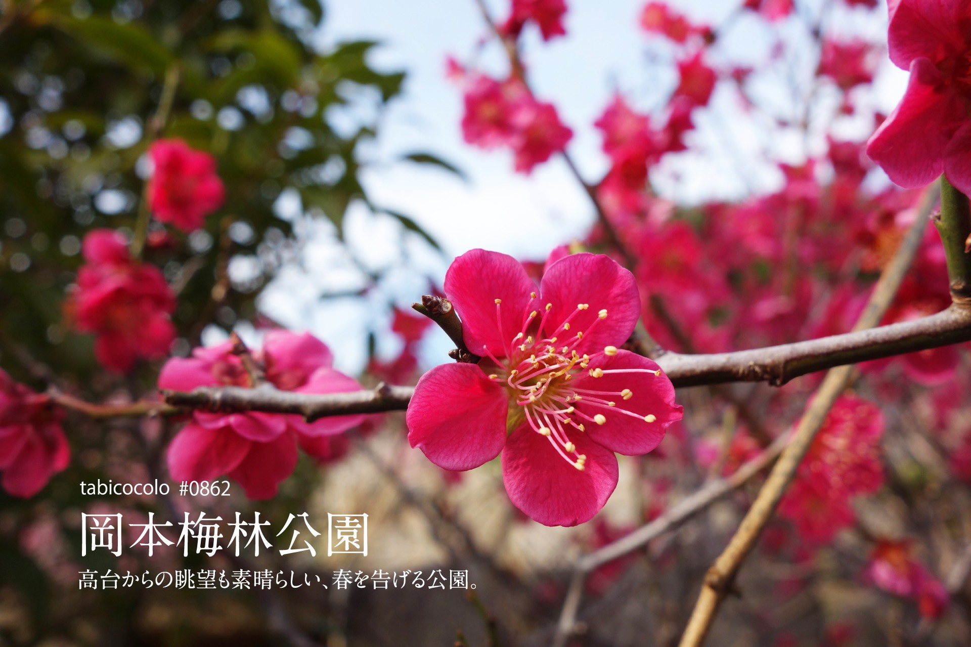 岡本梅林公園