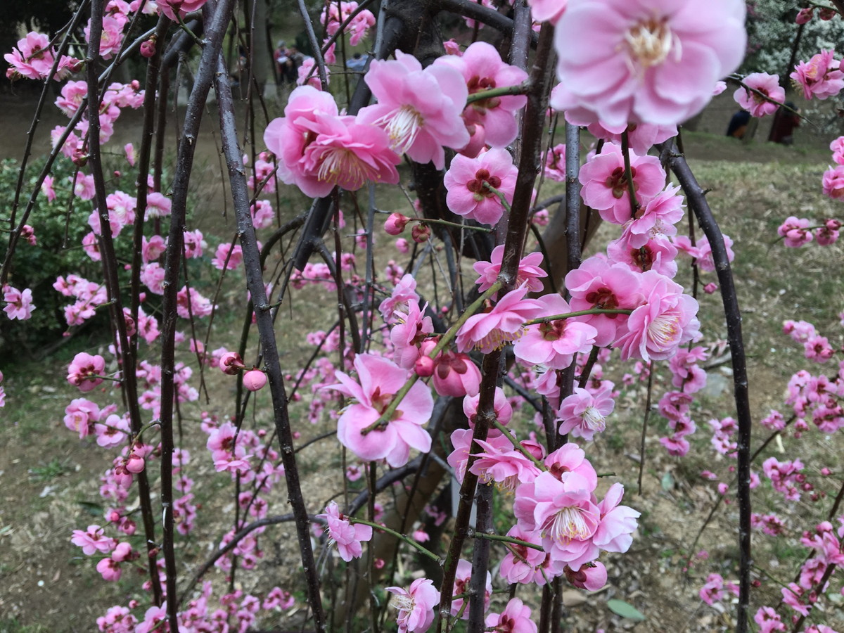 岡本梅林公園