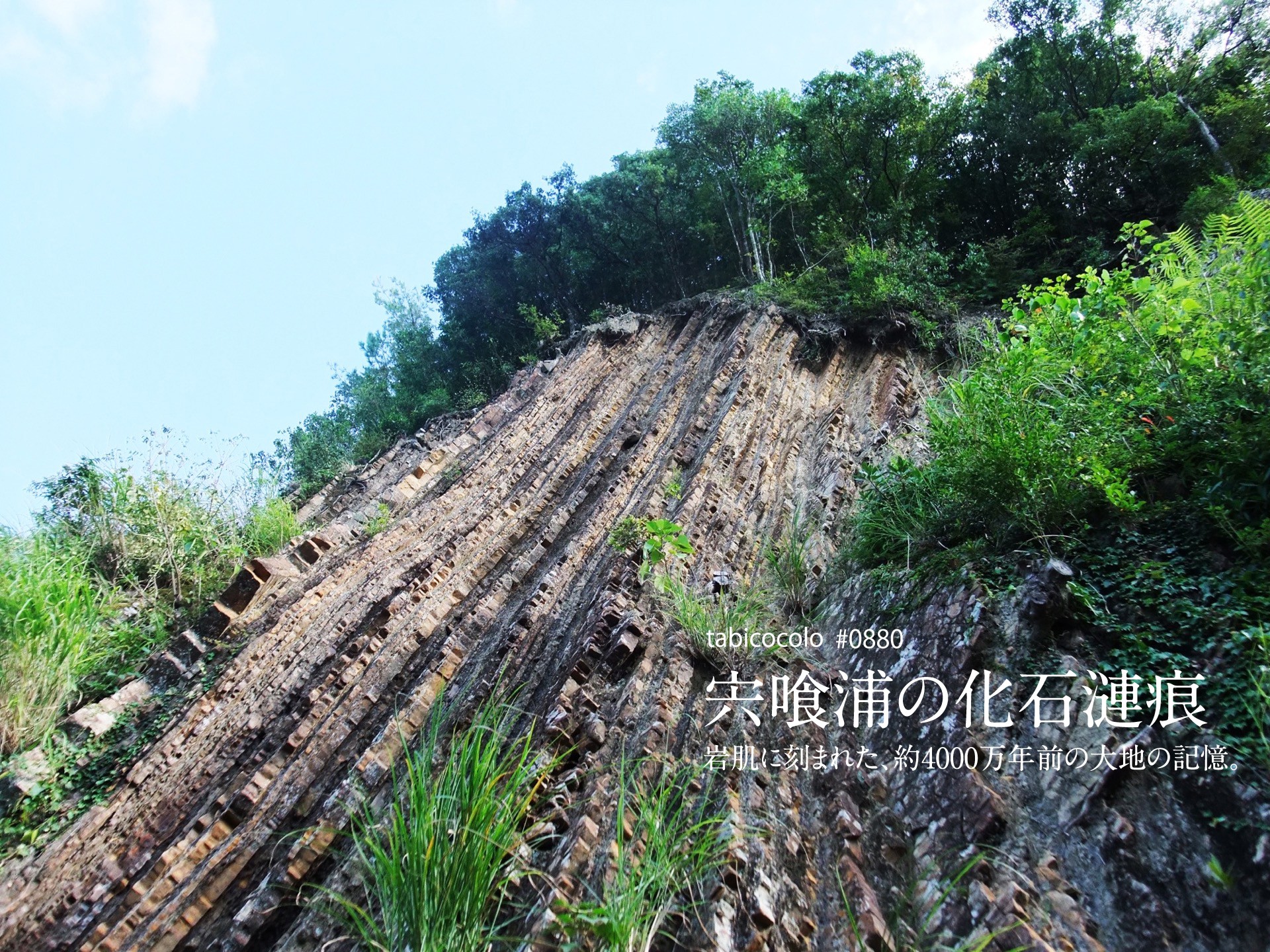 宍喰浦の化石漣痕