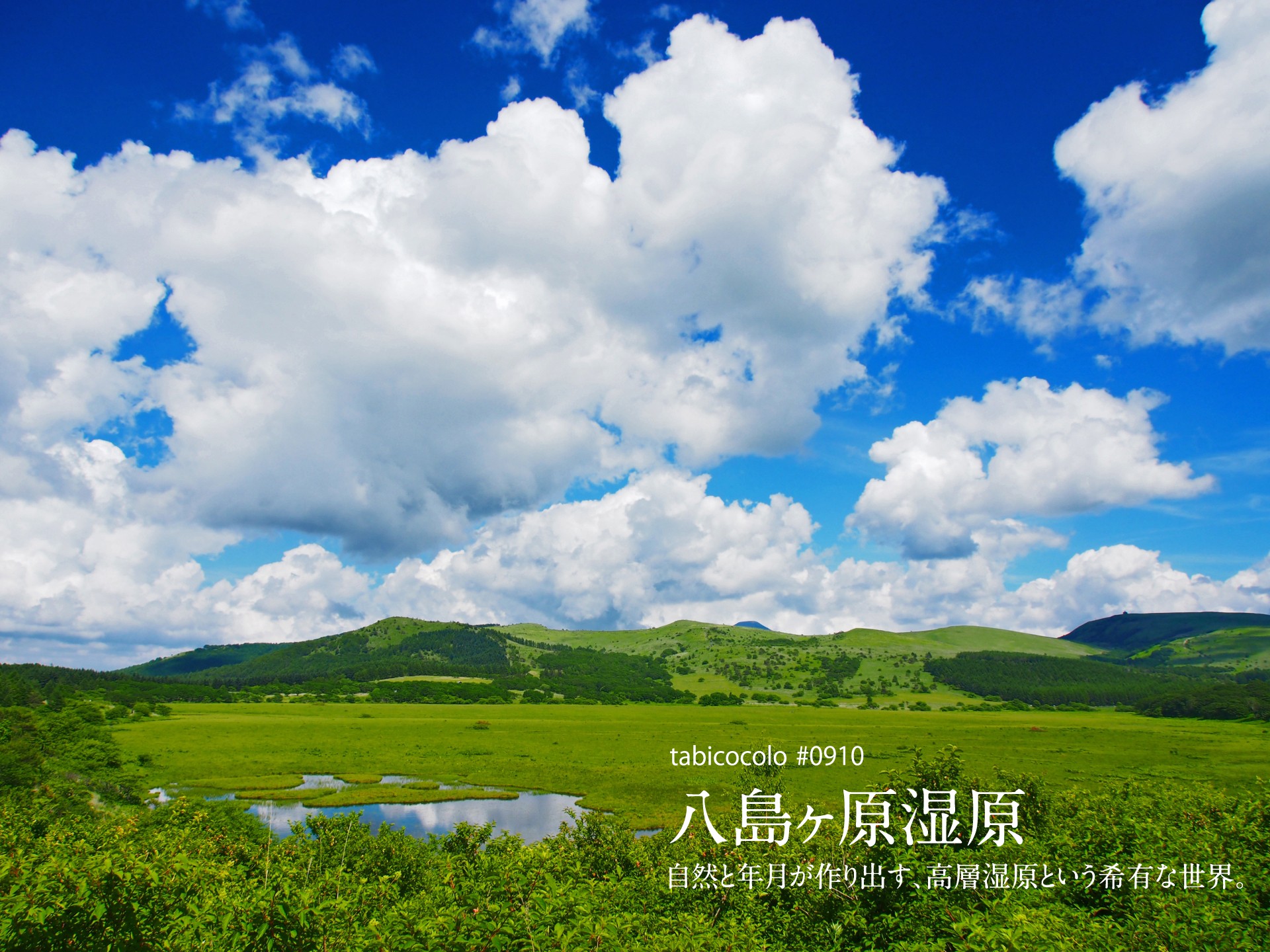 八島ヶ原湿原