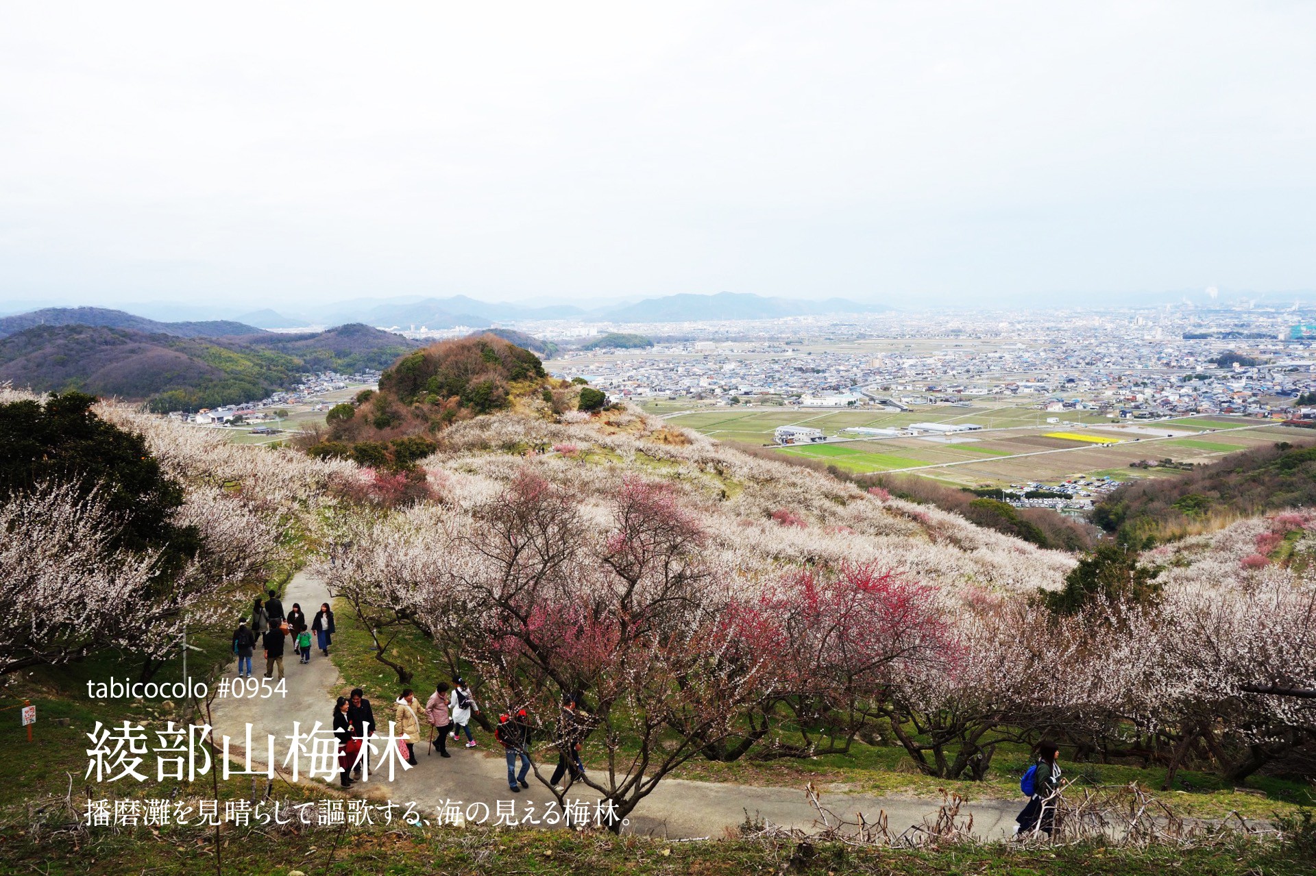 綾部山梅林