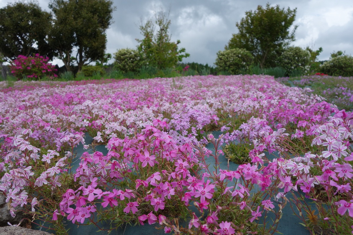 花のじゅうたん