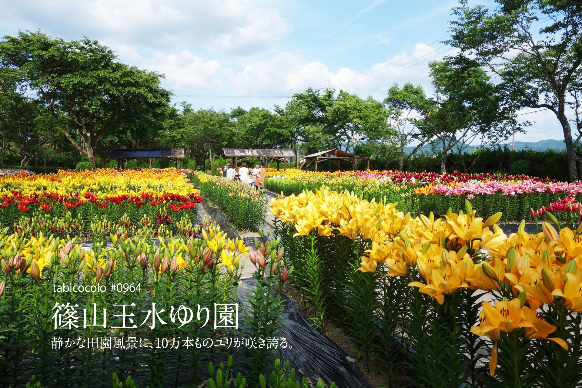 篠山玉水ゆり園