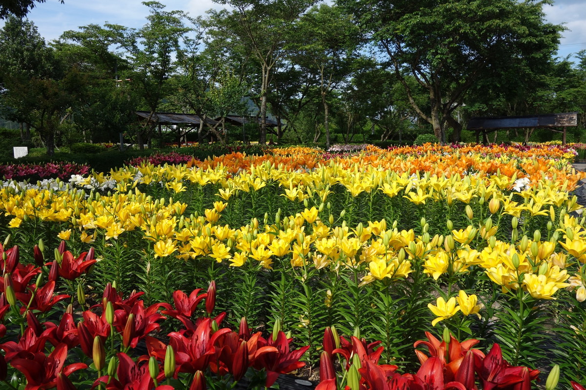 篠山玉水ゆり園