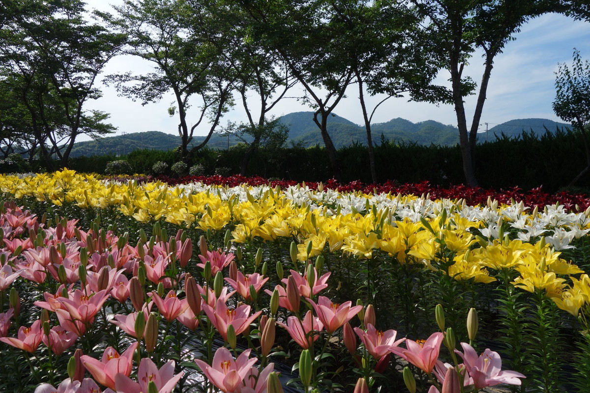 篠山玉水ゆり園