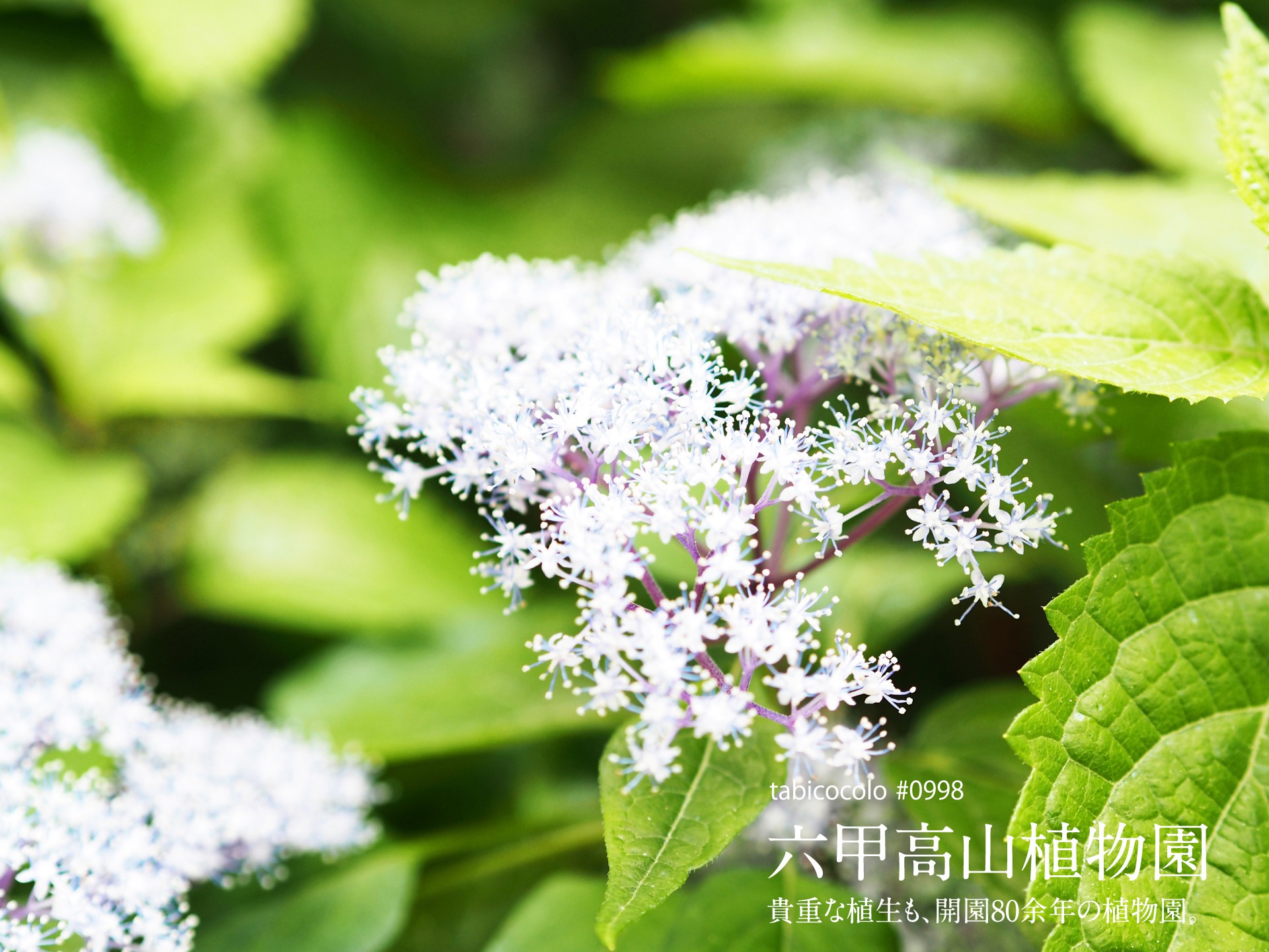 六甲高山植物園