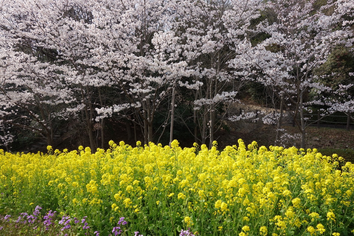 神戸総合運動公園