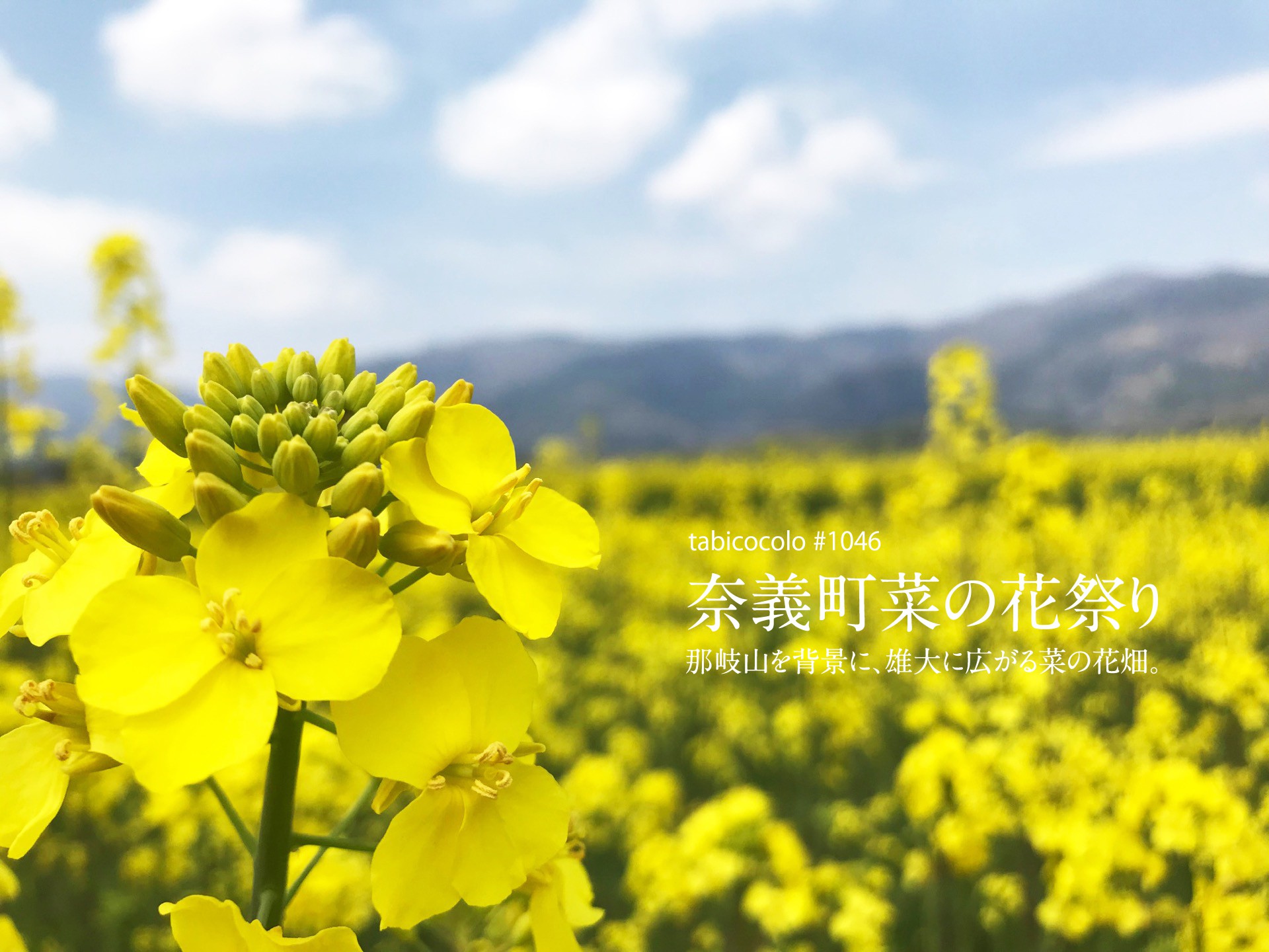 奈義町菜の花祭り