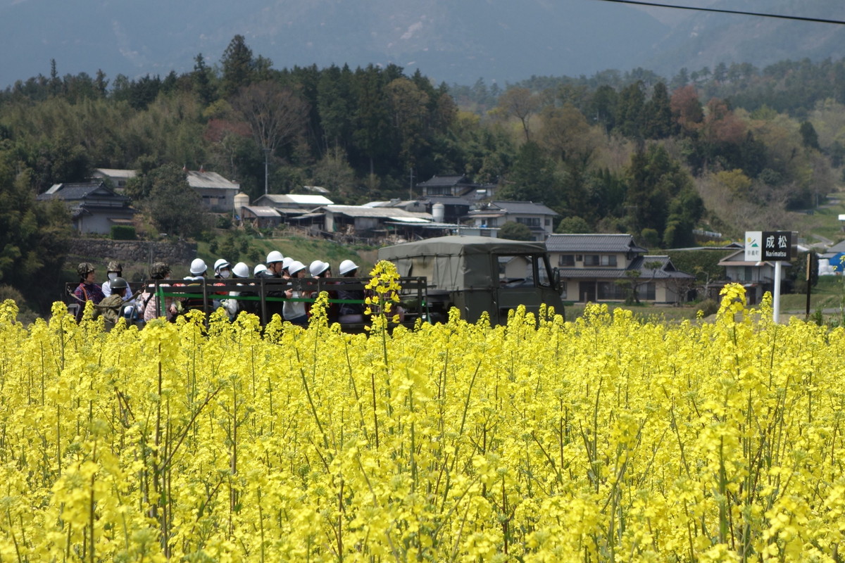 奈義町菜の花祭り