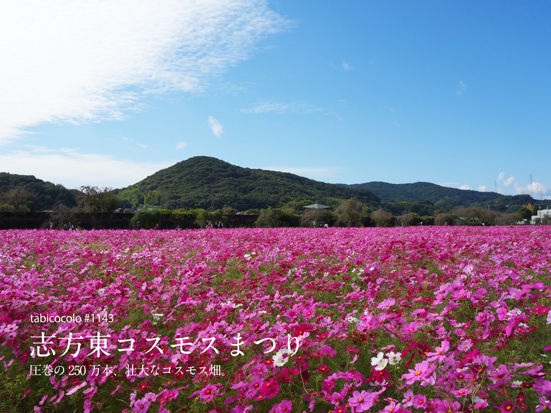 志方東コスモスまつり