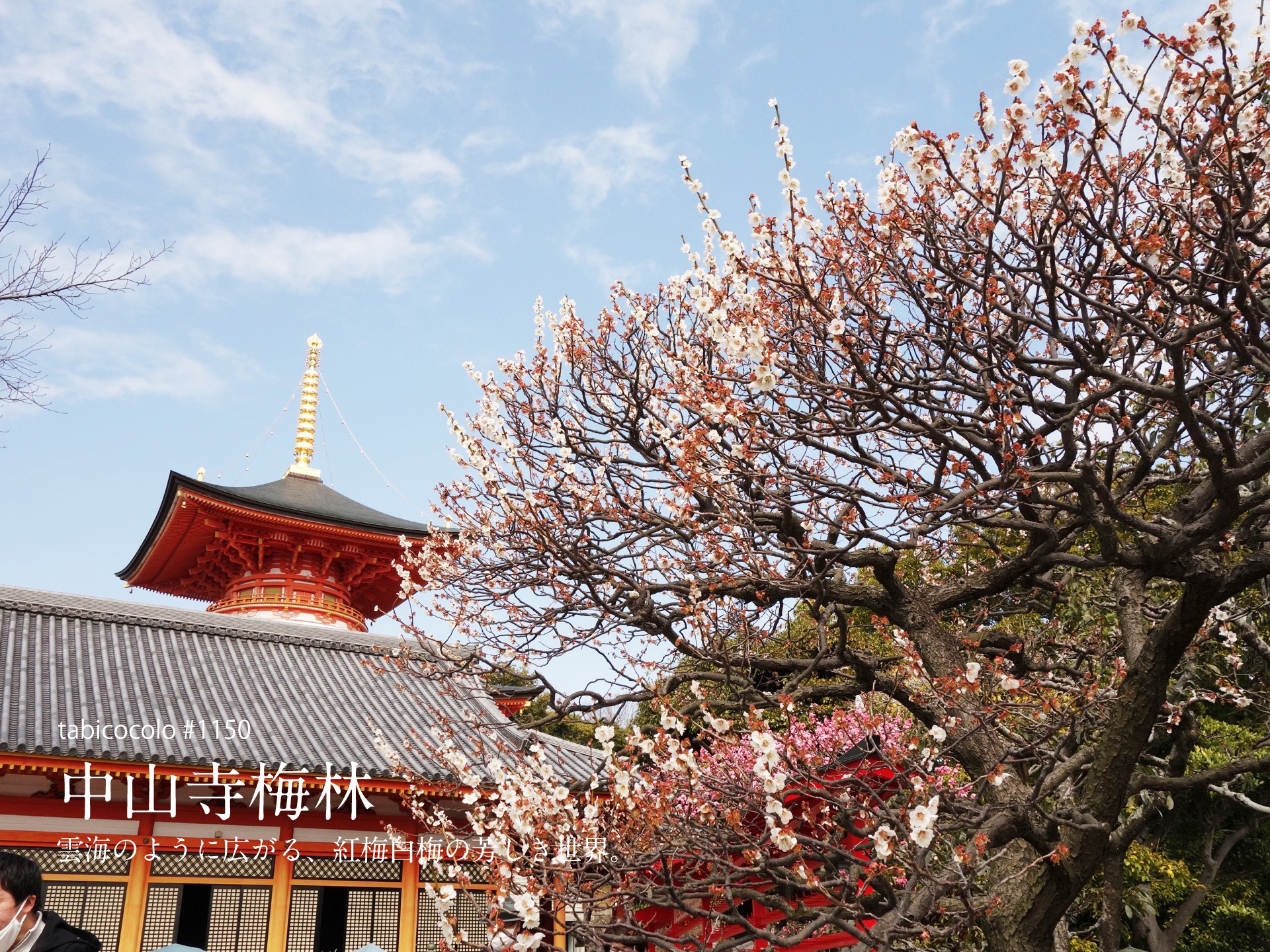 中山寺梅林