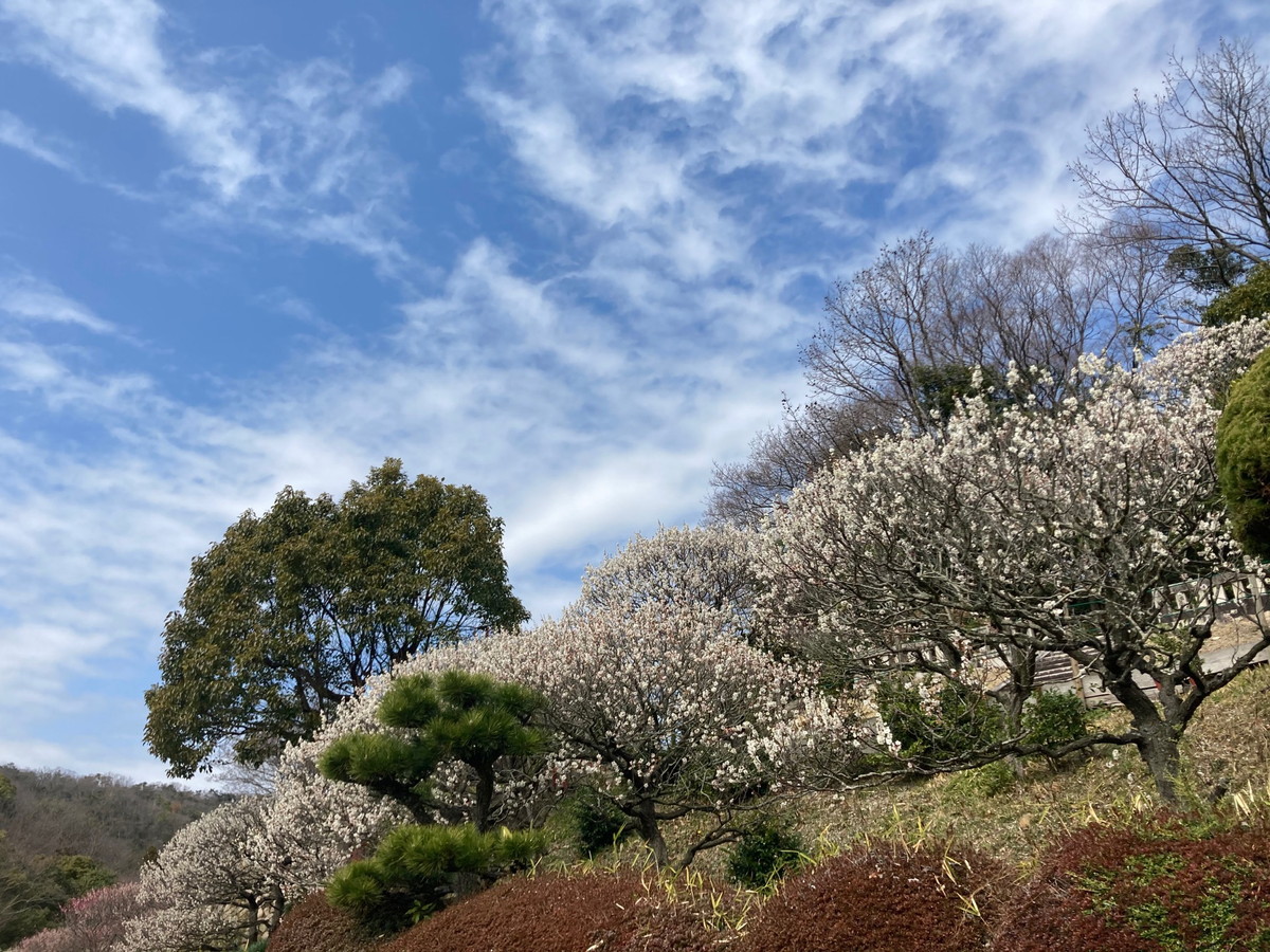 中山寺梅林