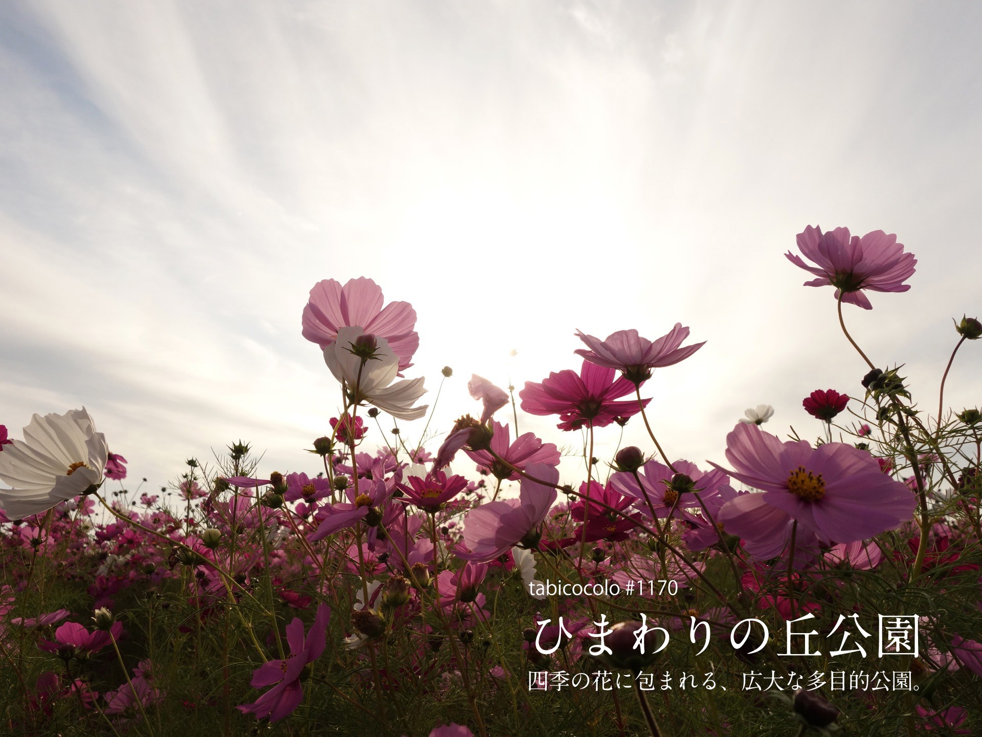 ひまわりの丘公園