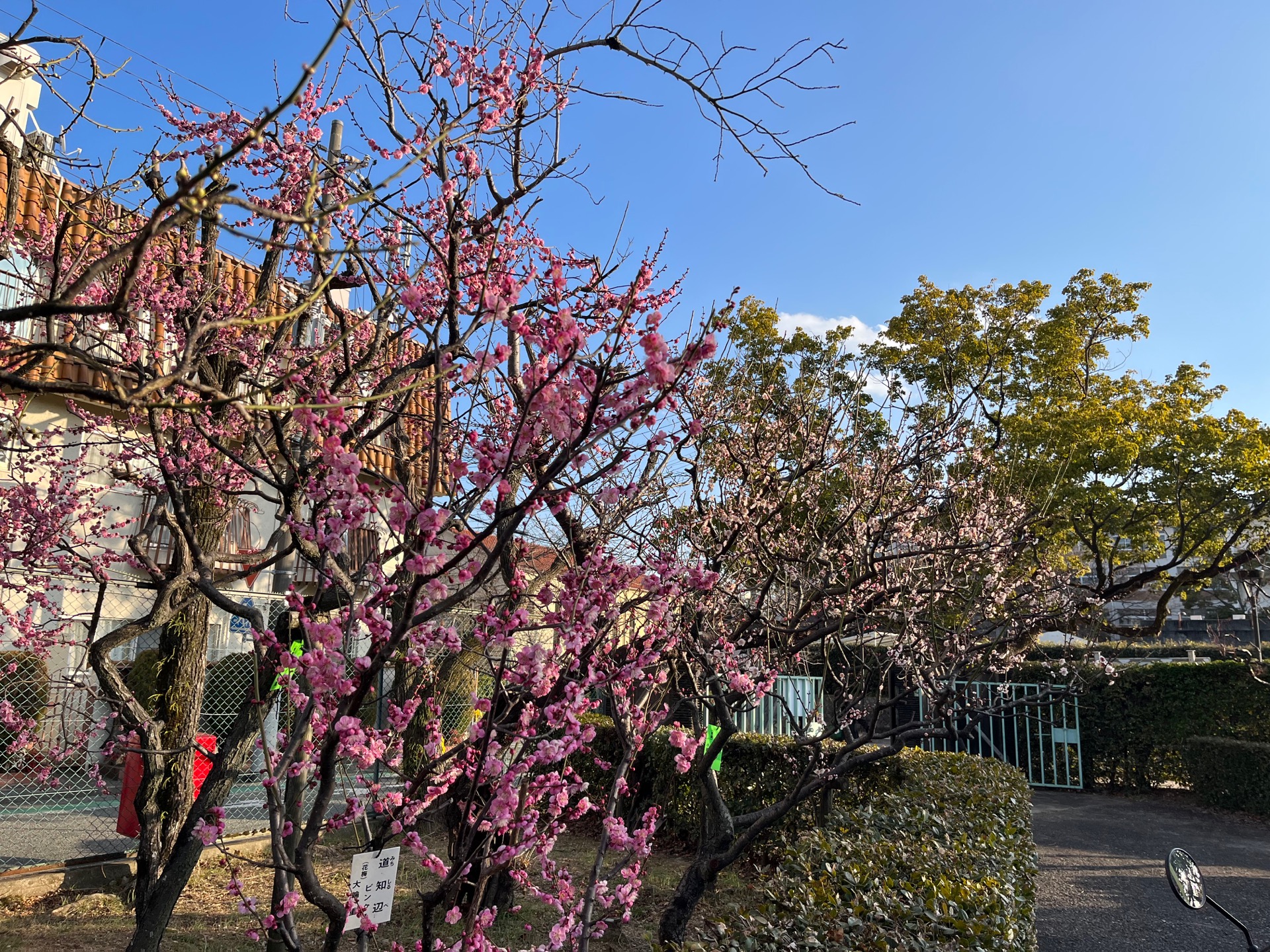 甲東梅林