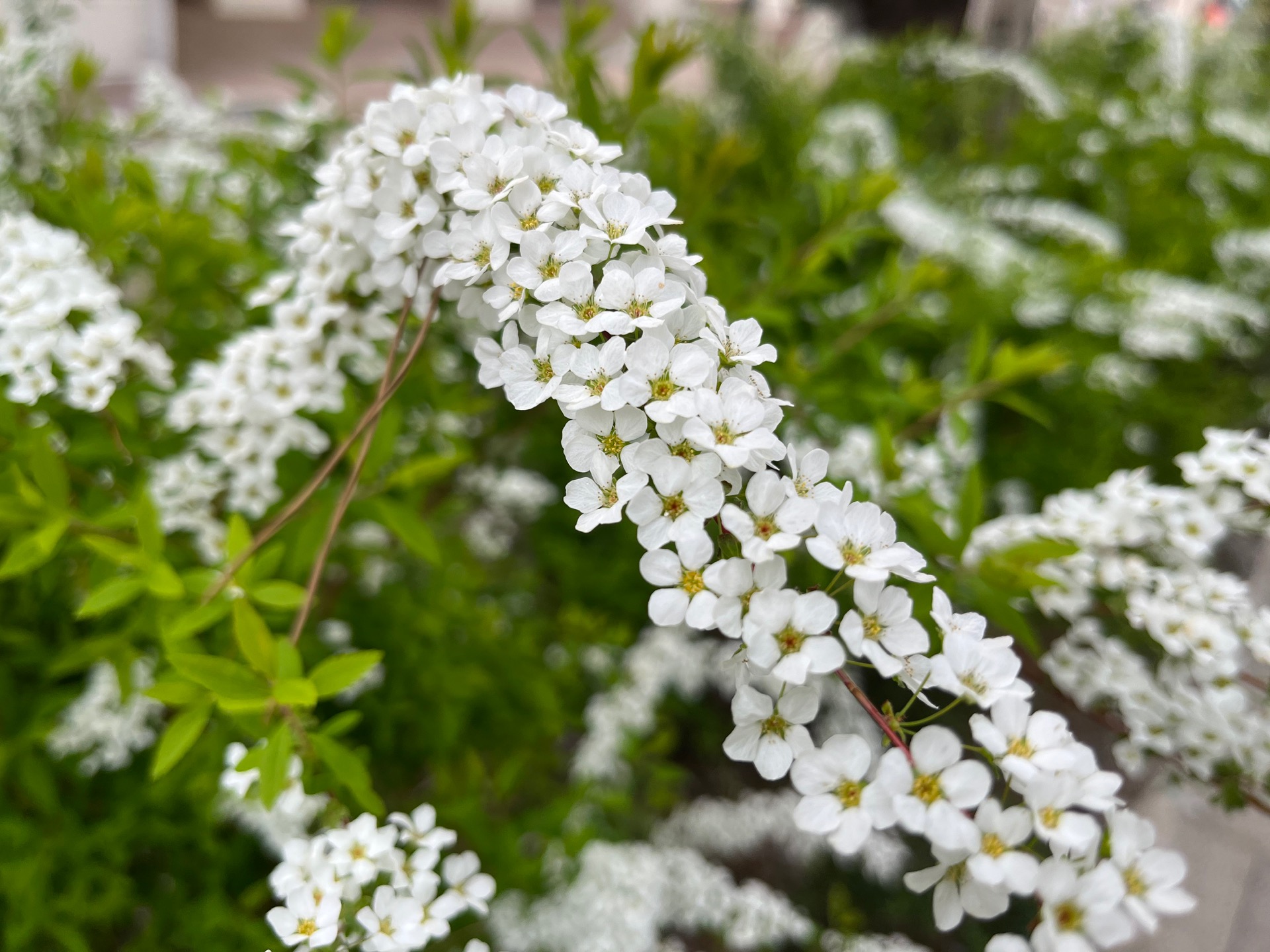 花のみち