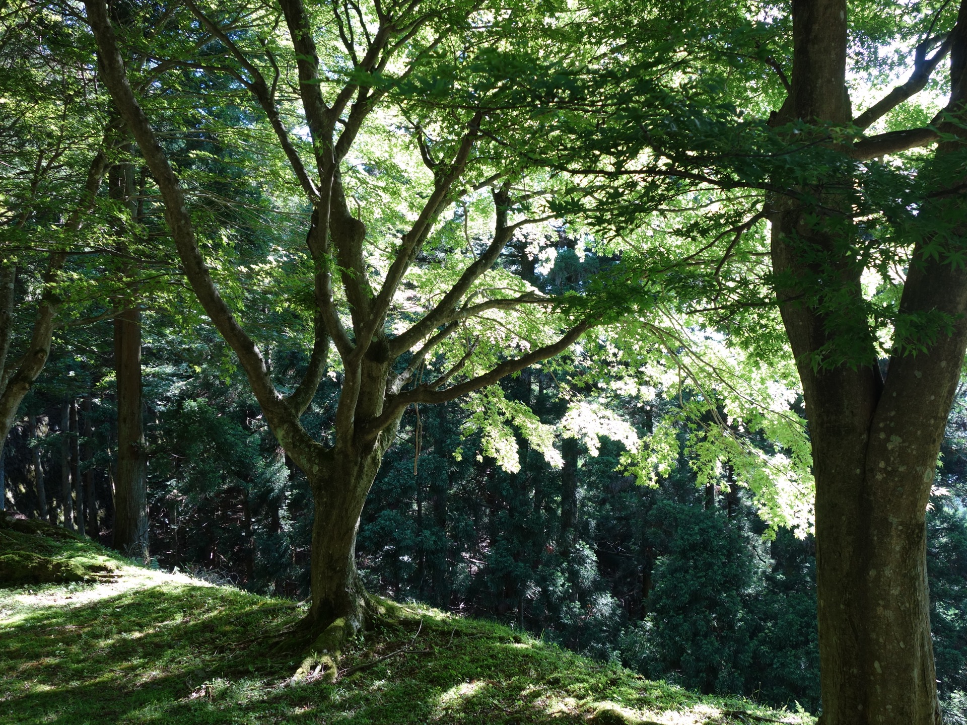 比叡山延暦寺・横川